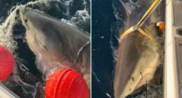 Largest male white shark 'Contenderâs latest ping offers insight into how shark behaves